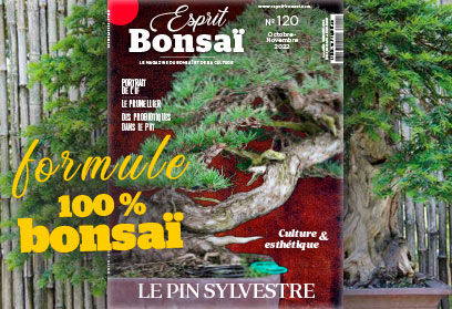 Esprit Bonsaï n°120 Octobre - Novembre 2022 Le pin sylvestre